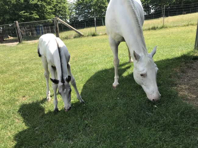 Appaloosa Hengstfohlen Few Spot, Nina, Horses For Sale, Nördlingen 