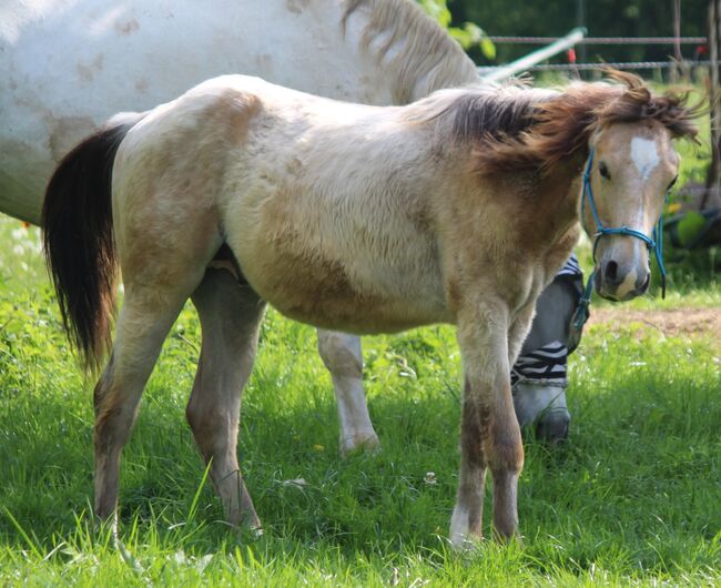 Appaloosa Hengst Jährling 2/2024 Herausragende Bewegungen, Wolfgang Künkel, Horses For Sale, Preuß. Oldendorf