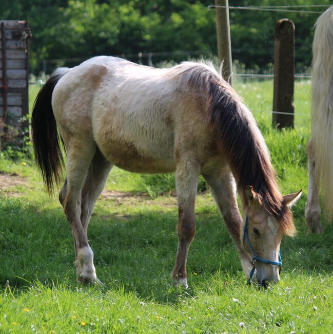 Appaloosa Hengst Jährling 2/2024 Herausragende Bewegungen, Wolfgang Künkel, Horses For Sale, Preuß. Oldendorf, Image 2