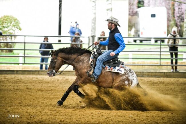 Appaloosa, Ashton  Verdenne , Horses For Sale, Ayway, Image 6