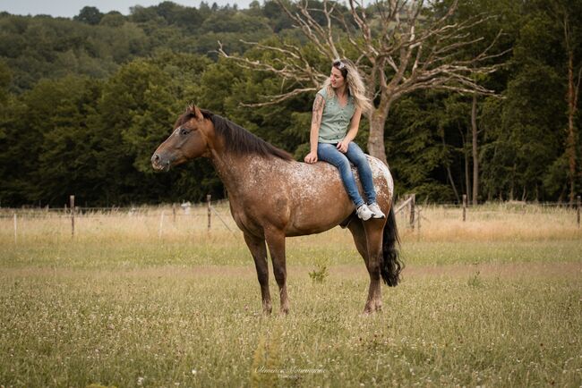 Appaloosa, Ashton  Verdenne , Horses For Sale, Ayway, Image 5