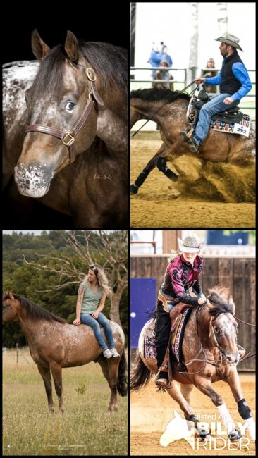 Appaloosa, Ashton  Verdenne , Horses For Sale, Ayway, Image 7