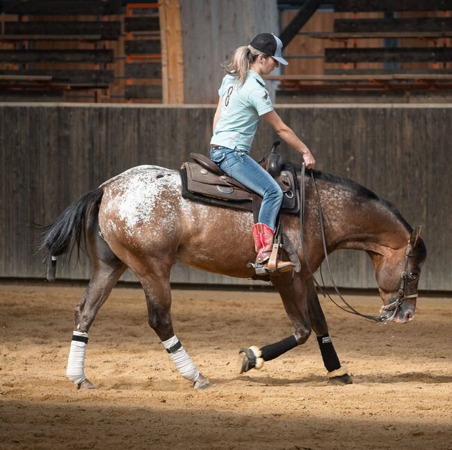 Appaloosa, Ashton  Verdenne , Horses For Sale, Ayway, Image 3