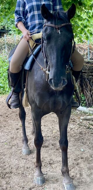 Appaloosa Stute, Claudia Pentrop , Horses For Sale, Porta Westfalica , Image 4