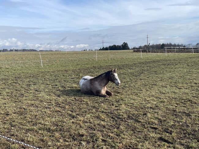 Appaloosa Stute, Martina , Horses For Sale, Börtlingen 