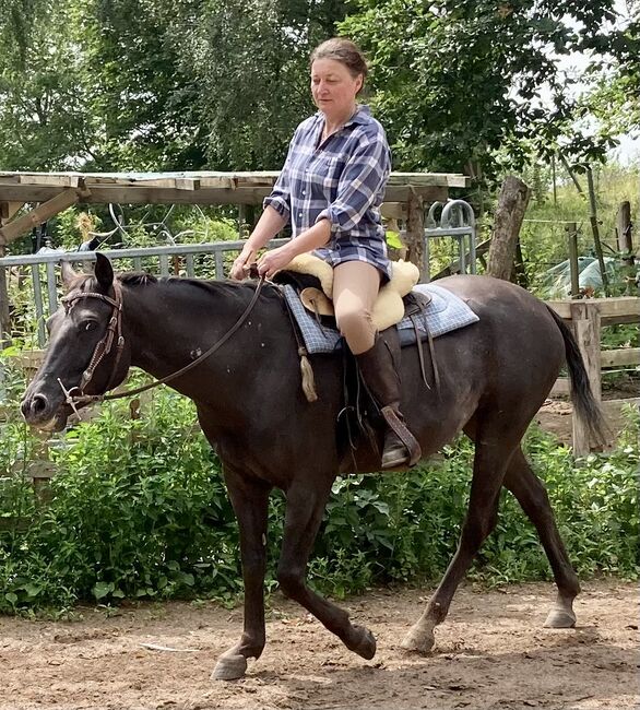 Appaloosa Stute, Claudia Pentrop , Horses For Sale, Porta Westfalica , Image 15