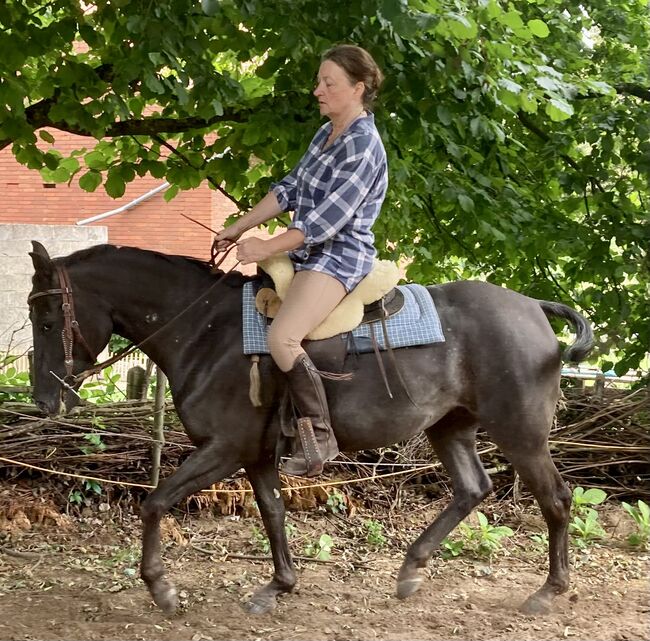 Appaloosa Stute, Claudia Pentrop , Horses For Sale, Porta Westfalica , Image 13