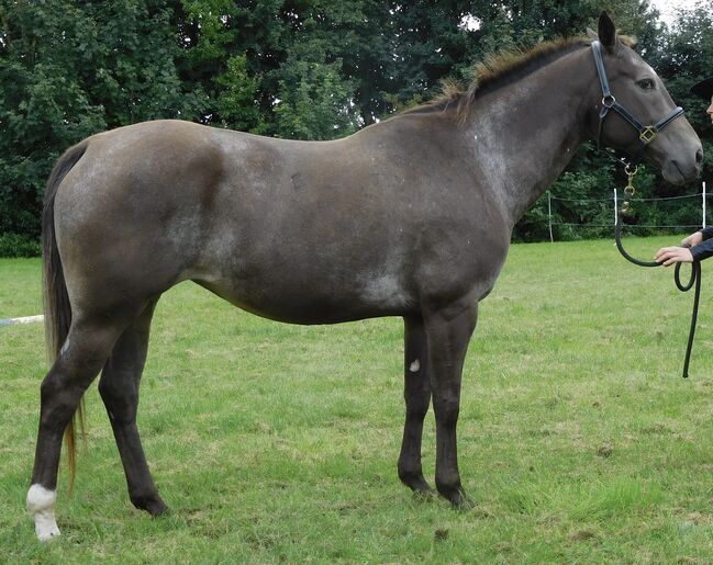 Appaloosa Stutfohlen, Bernd Krämer, Horses For Sale, Pappenheim , Image 8