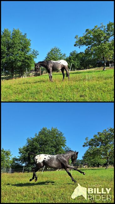 Appaloosa  Mix Stute, Dani, Pferd kaufen, KLeinwallstadt, Abbildung 3