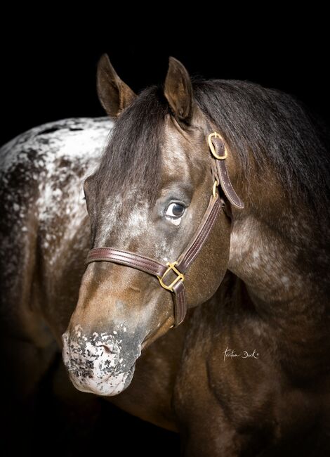 Appaloosa, Ashton  Verdenne , Pferd kaufen, Ayway