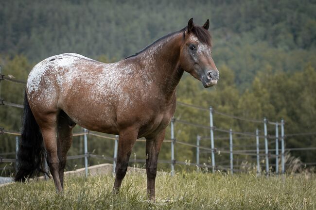 Appaloosa, Ashton  Verdenne , Pferd kaufen, Ayway, Abbildung 4