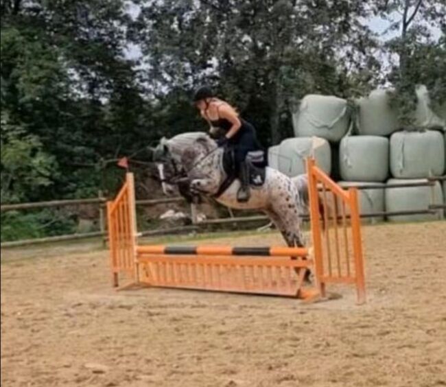 Appaloosa Pony der Extraklasse, A.Schmitz, Horses For Sale, Mönchengladbach, Image 3