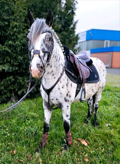Appaloosa Pony der Extraklasse, A.Schmitz, Pferd kaufen, Mönchengladbach, Abbildung 7