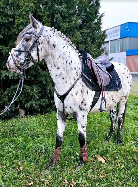 Appaloosa Pony der Extraklasse, A.Schmitz, Pferd kaufen, Mönchengladbach, Abbildung 8