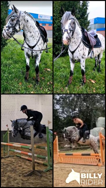 Appaloosa Pony der Extraklasse, A.Schmitz, Pferd kaufen, Mönchengladbach, Abbildung 10
