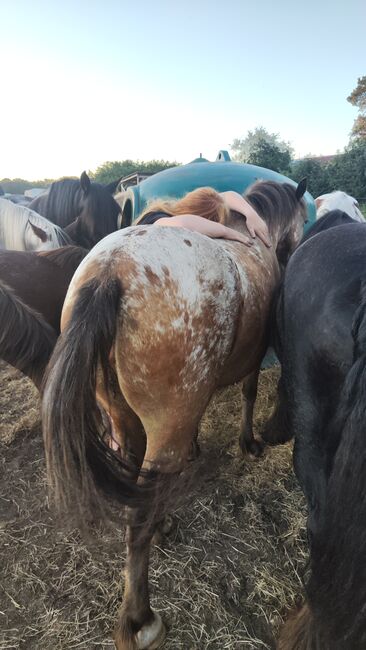 Appaloosa Pony Stute, Nicole , Pferd kaufen, Friesoythe , Abbildung 2