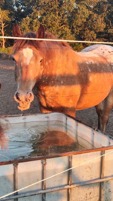 Appaloosa Pony Stute, Nicole , Pferd kaufen, Friesoythe 