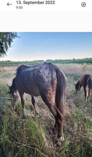 Appaloosa Pony Stute, Nicole , Pferd kaufen, Friesoythe , Abbildung 3