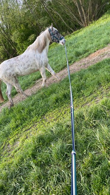 Appaloosa Wallach, Marlis, Horses For Sale, Himberg, Image 10