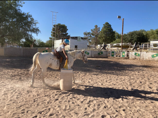 Appaloosa Wallach, Beate Martens, Horses For Sale, Wardenburg, Image 5