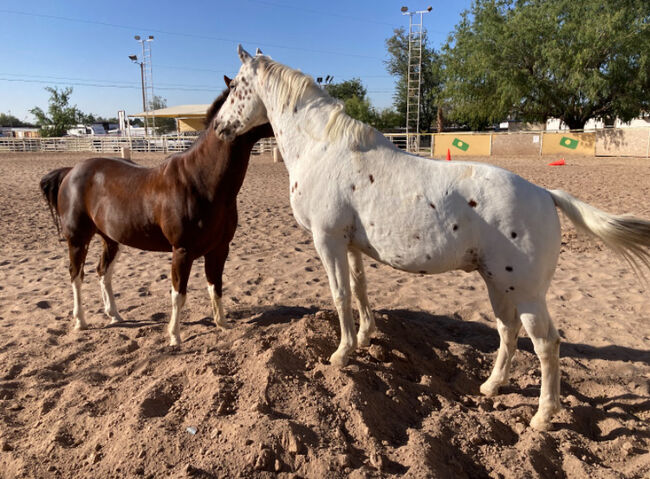 Appaloosa Wallach, Beate Martens, Horses For Sale, Wardenburg, Image 4