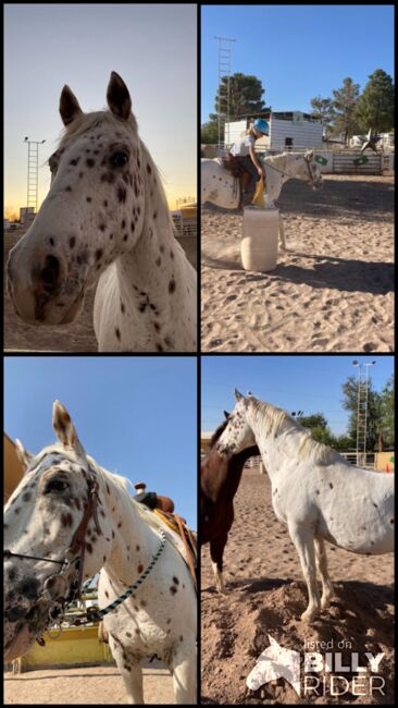 Appaloosa Wallach, Beate Martens, Horses For Sale, Wardenburg, Image 9