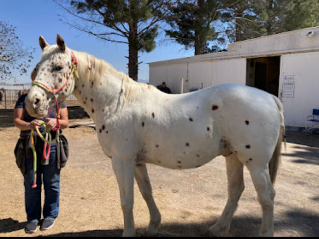 Appaloosa Wallach, Beate Martens, Horses For Sale, Wardenburg, Image 6