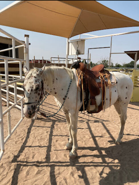 Appaloosa Wallach, Beate Martens, Horses For Sale, Wardenburg, Image 2