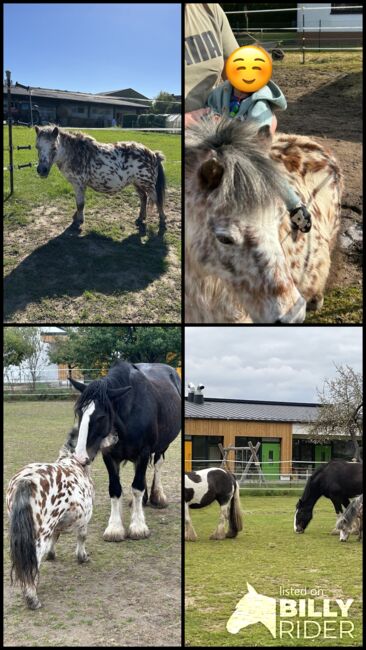 Appaloosa Shetlandpony Stute, Vanessa Harzer, Horses For Sale, Baiersdorf , Image 7