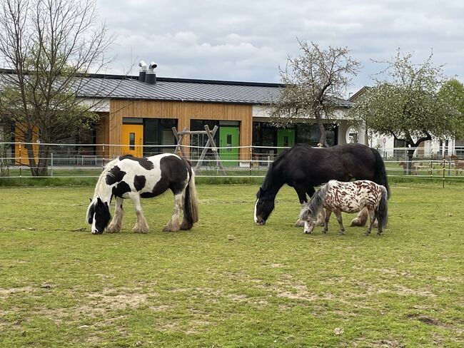 Appaloosa Shetlandpony Stute, Vanessa Harzer, Pferd kaufen, Baiersdorf , Abbildung 5