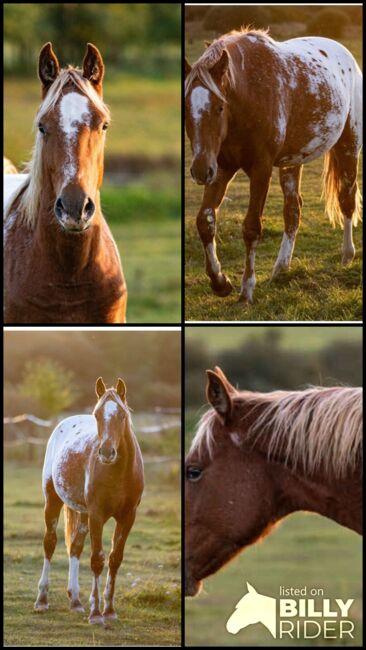 Appaloosa Hengst Aphc, Kveta Cervena , Horses For Sale, Racov 16, Image 6