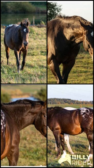 Appaloosa Hengst Aphc, Kveta Cervena , Horses For Sale, Racov 16, Image 8