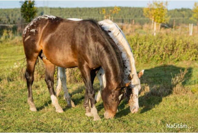 Appaloosa Hengst Aphc, Kveta Cervena , Horses For Sale, Racov 16, Image 6