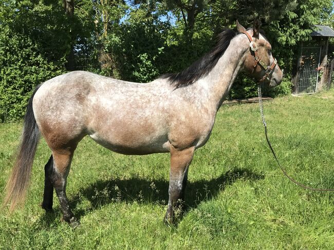 Appaloosa Stute 2 jährig, Nina, Pferd kaufen, Nördlingen , Abbildung 5