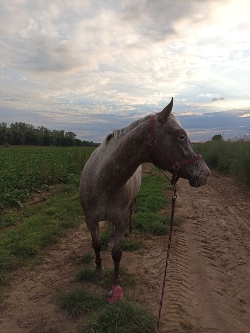 Appaloosa Stute, Michelle Wagner , Horses For Sale, Sittard