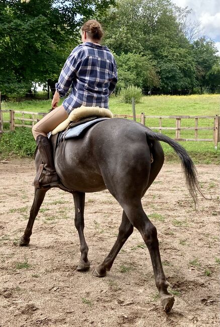 Appaloosa Stute, Claudia Pentrop , Pferd kaufen, Porta Westfalica 