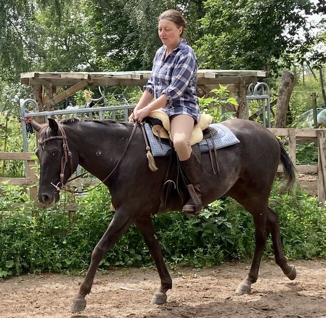 Appaloosa Stute, Claudia Pentrop , Pferd kaufen, Porta Westfalica , Abbildung 12