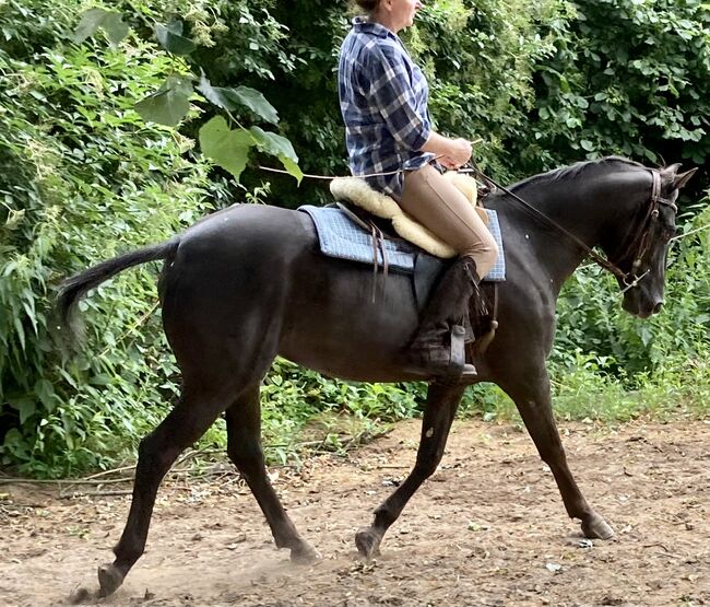 Appaloosa Stute, Claudia Pentrop , Pferd kaufen, Porta Westfalica , Abbildung 11