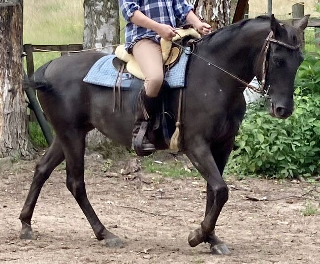 Appaloosa Stute, Claudia Pentrop , Pferd kaufen, Porta Westfalica , Abbildung 10