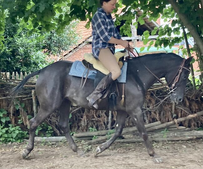 Appaloosa Stute, Claudia Pentrop , Pferd kaufen, Porta Westfalica , Abbildung 9