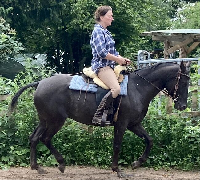 Appaloosa Stute, Claudia Pentrop , Pferd kaufen, Porta Westfalica , Abbildung 7