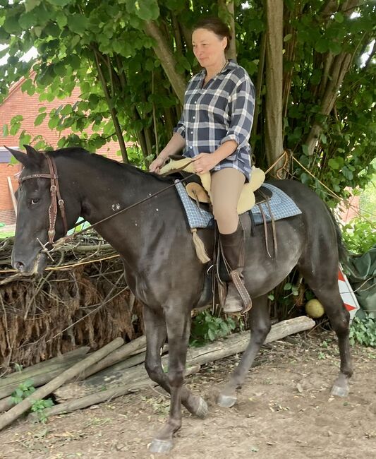 Appaloosa Stute, Claudia Pentrop , Pferd kaufen, Porta Westfalica , Abbildung 6