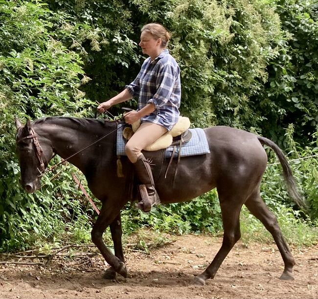 Appaloosa Stute, Claudia Pentrop , Pferd kaufen, Porta Westfalica , Abbildung 5