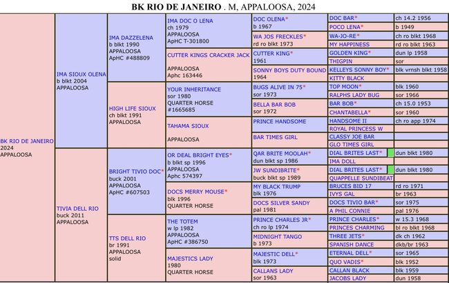 Appaloosa Stutfohlen, Bernd Krämer, Pferd kaufen, Pappenheim , Abbildung 7