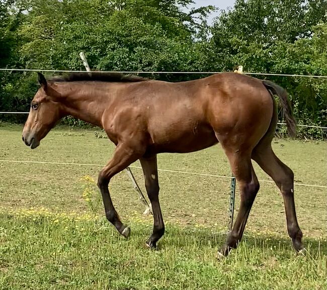 Appaloosa Stutfohlen, Bernd Krämer, Pferd kaufen, Pappenheim 