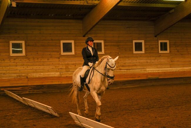 Appaloosa Wallach, Marlis, Horses For Sale, Himberg, Image 5