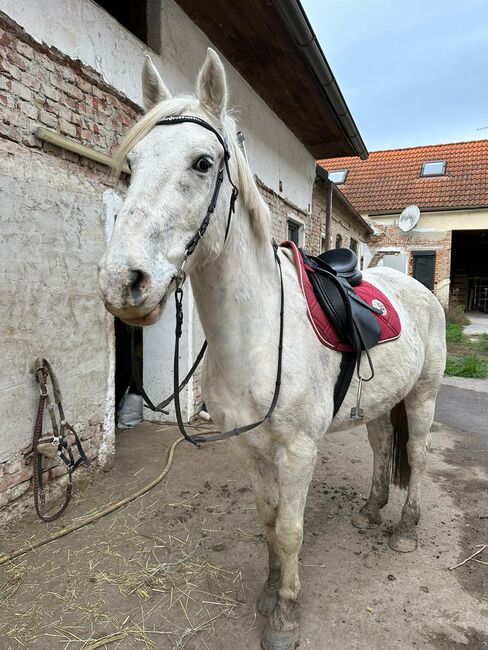 Appaloosa Wallach, Marlis, Horses For Sale, Himberg, Image 9