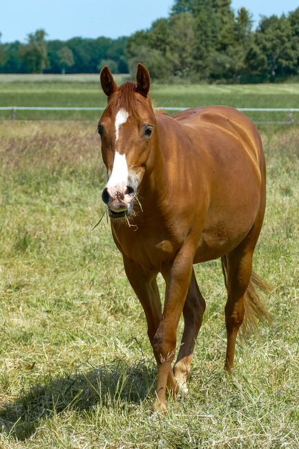 Appaloosa Wallach, Nadine, Horses For Sale, Asendorf