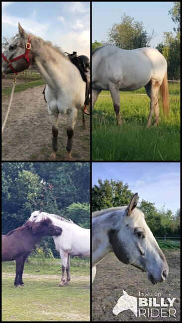 Appaloosa Wallach, H. Habermann, Horses For Sale, Stöckse, Image 7