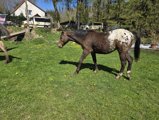 Appaloosa Hengstfohlen, Sandra Liesenberg , Horses For Sale, Stiege